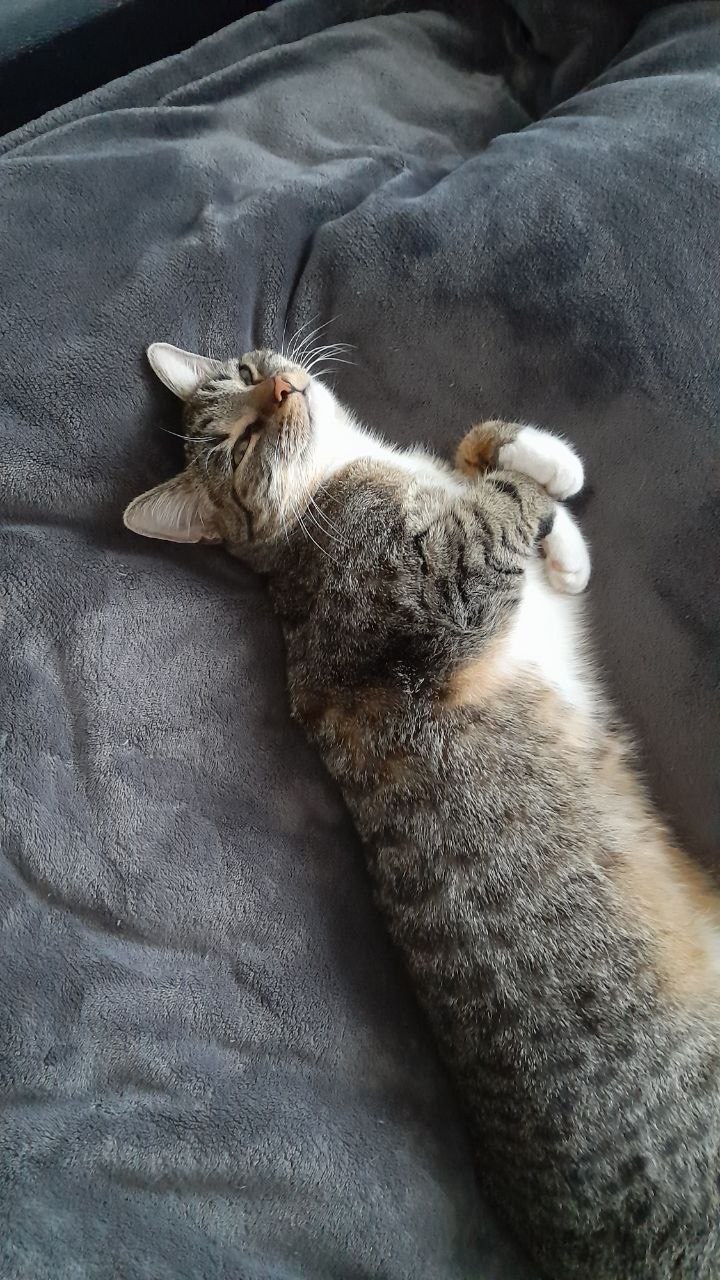 Favorite Toy
