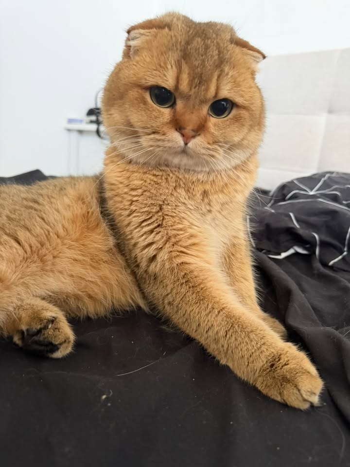 Your kitty running to You